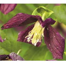 Nahaufnahme einer Dreiblatt-Waldlilie