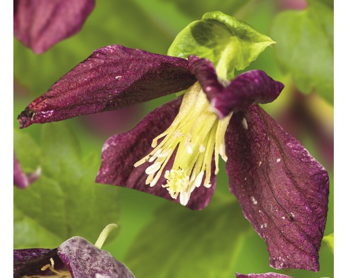 Macchien-Waldrebe FloraSelf Clematis cirrhosa 'Landsdowne Gem' H 50-70 cm Co 2,3 L