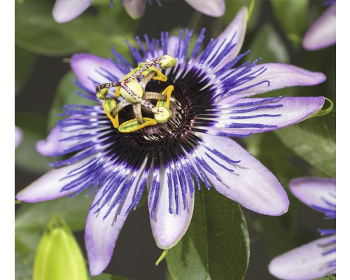 Passionsblume FloraSelf Passiflora-Cultivars 'Damsel's Delight' H 50-70 cm Co 2,3 L Nahaufnahme einer Passionsblume mit violetten Blütenblättern