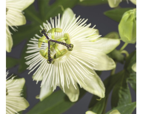 Passionsblume FloraSelf Passiflora-Cultivars 'Snow Queen' PBR H 50-70 cm Co 2,3 L Nahaufnahme einer Passionsblume mit Blättern