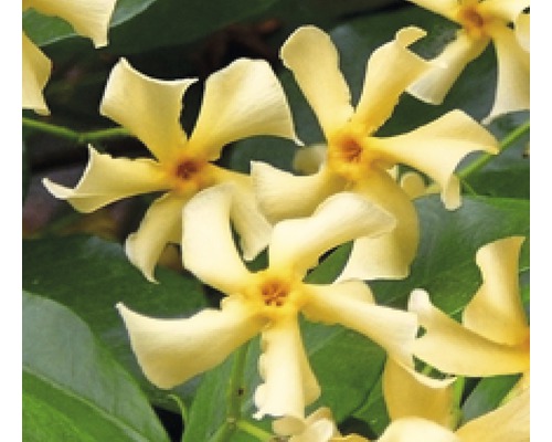 Sternjasmin FloraSelf Trachelospermum jasminoides 'Star of Toscane' PBR H 50-70 cm Co 2,3 L