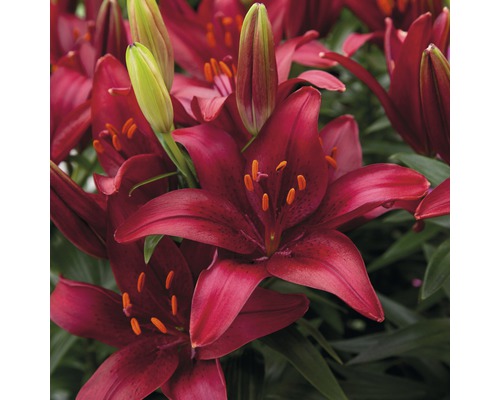 Nahaufnahme von roten Lilienblüten mit grünen Knospen