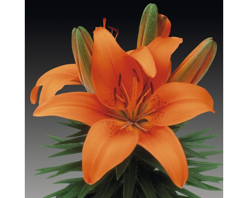 Orange Lilie mit grünen Blättern und Knospen