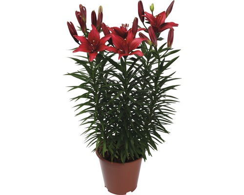 Lilie im Topf mit roten Blüten und grünen Blättern