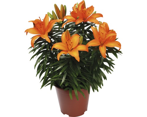 Orange Lilien im Topf