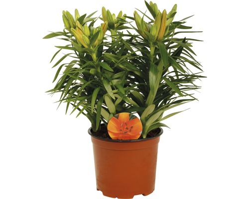 Lilie im Topf mit ungeöffneten Blüten