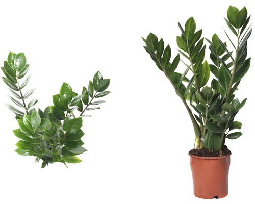 Zamioculcas Zimmerpflanze im Topf