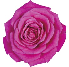 Zimmerrose FloraSelf Rosa Hybride 'Regina' H 30-40 cm Ø 13 cm Topf dunkelrosa-thumb-1