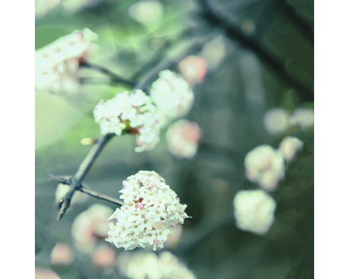 Nahaufnahme von blühendem Schneeballstrauch