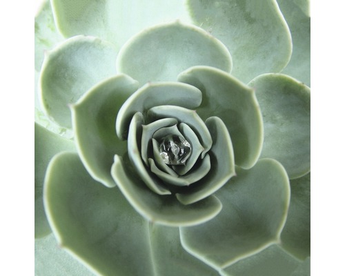 Nahaufnahme einer Echeverie Sukkulente mit Tautropfen