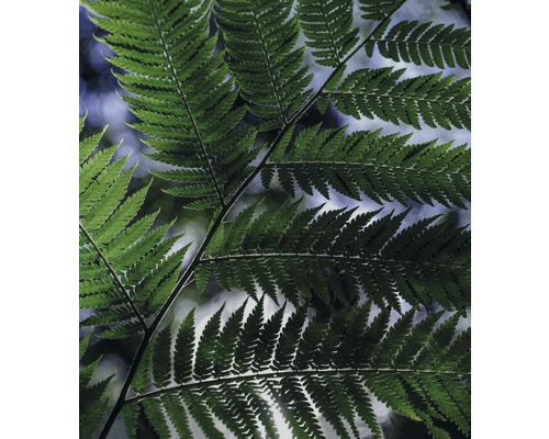 Nahaufnahme von Farnblättern