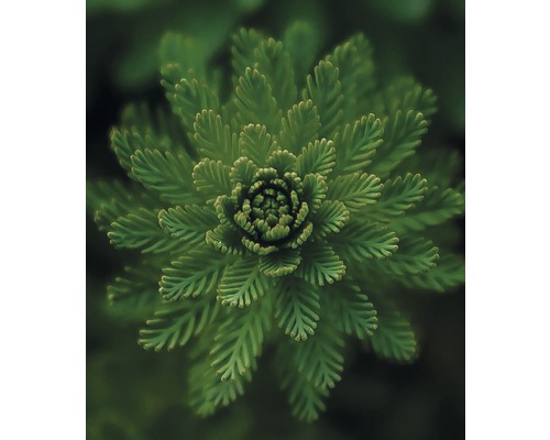 Nahaufnahme einer grünen Polsterpflanze