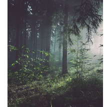 Nebeliger Wald mit Bäumen und Unterholz