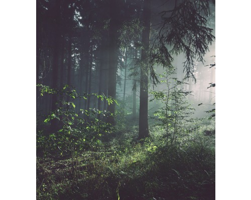 Nebeliger Wald mit Bäumen und Unterholz