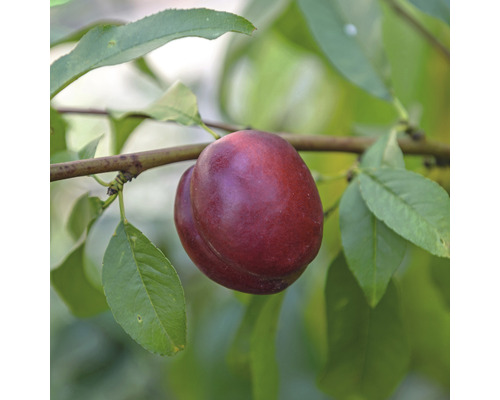 Bio Zwerg-Nektarine FloraSelf Bio Prunus persica nucipersica 'Nektarella' Stammhöhe 40 cm Gesamthöhe ca. 60-80 cm Co 7,5 L selbstfruchtend