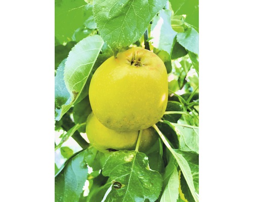 Bio Säulenapfel FloraSelf Bio Malus domestica 'Garden Fountain' H 130-150 cm Co 7,5 L