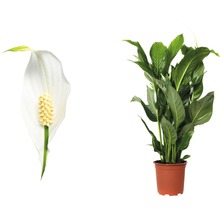 Einblatt Pflanze mit Blüte im Topf