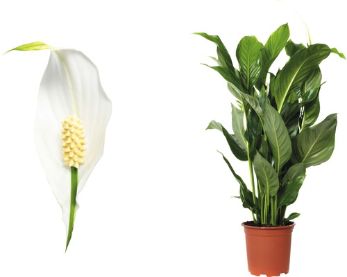 Einblatt Pflanze mit Blüte im Topf