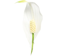Blüte einer Einblatt Pflanze