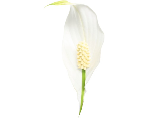 Blüte einer Einblatt Pflanze