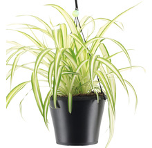 Grünlilie im Hängetopf