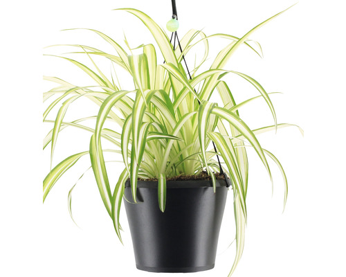 Grünlilie im Hängetopf