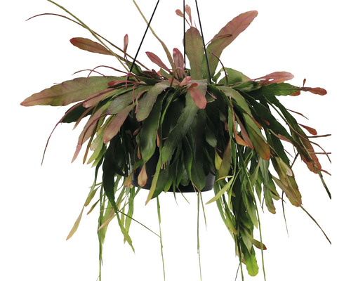 Hängepflanze mit grünen Blättern in einem Topf