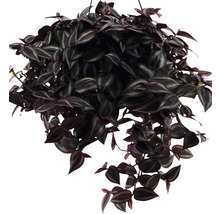 Hängepflanze mit gestreiften Blättern in einem Topf