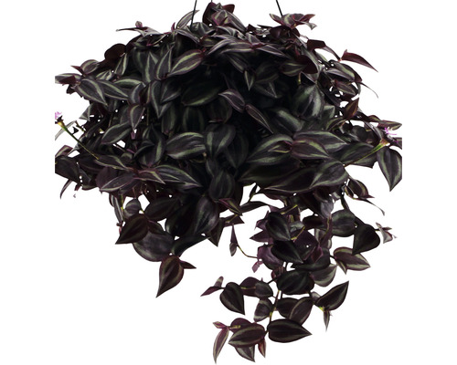 Hängepflanze mit gestreiften Blättern in einem Topf