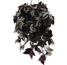 Hängepflanze mit gestreiften Blättern in einem Pflanzgefäß