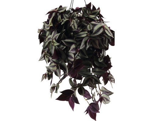 Hängepflanze mit gestreiften Blättern in einem Pflanzgefäß