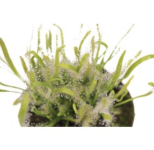 Sonnentau Pflanze im Topf