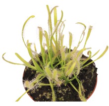 Sonnentau Pflanze im Topf