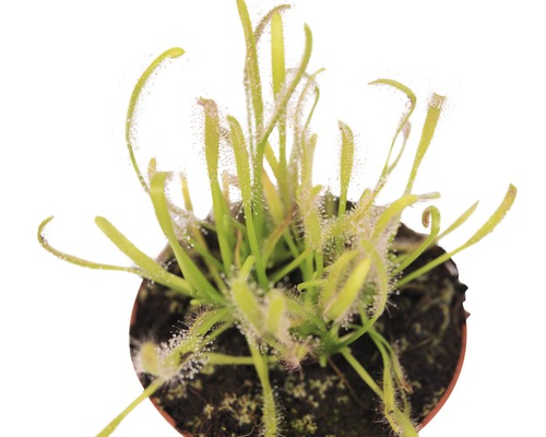 Sonnentau Pflanze im Topf