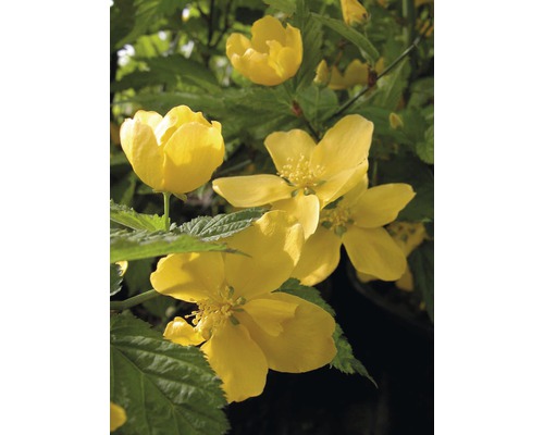 Ranunkelstrauch FloraSelf Kerria japonica "Golden Guinea" H 60-80 cm Co 4,5 L Kerrie-Strauch mit gelben Blüten