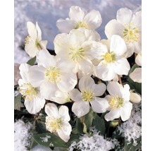 Nahaufnahme von Christrosen mit weißen Blüten