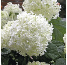 Ballhortensie 'Annabelle' FloraSelf Hydrangea arborescens 'Annabelle' Co 15 L buschig XXL Qualität