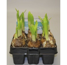 Narzissenzwiebeln in einer Anzuchtschale