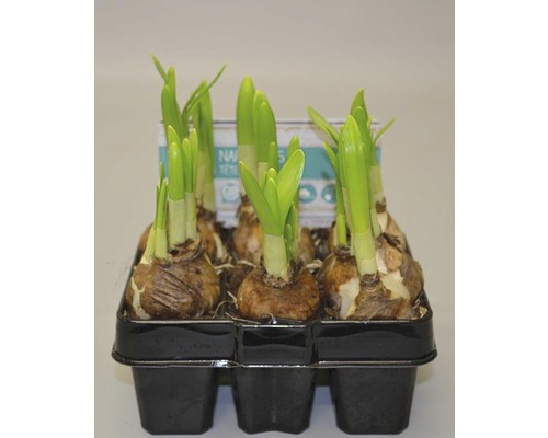 Narzissenzwiebeln in einer Anzuchtschale