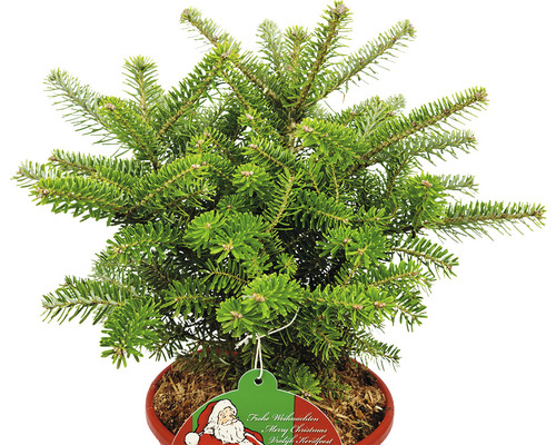 Kleine Nordmanntanne im Topf