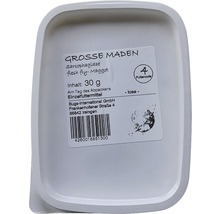 Große Maden Sarcophagidae Fleischfliegenmaden, 30 Gramm
