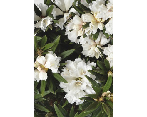 Großblumige Alpenrose FloraSelf Rhododendron roxieanum oreonastes H 30-40 cm Co 6 L Nahaufnahme einer weißen Rhododendronblüte mit grünen Blättern