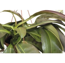 Kannenpflanze in hängendem Topf
