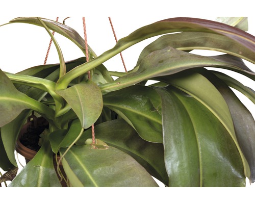 Kannenpflanze in hängendem Topf