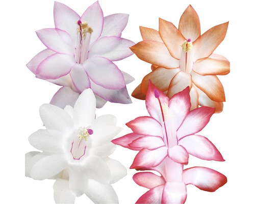 Weihnachtskaktus FloraSelf Schlumbergera truncata H 32-35 cm Ø 17 cm Topf, farblich sortiert Blüten verschiedener Weihnachtskakteen