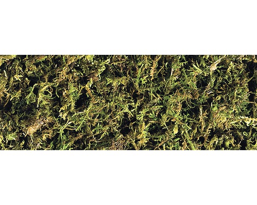 Nahaufnahme von Islandmoos als Dekoration