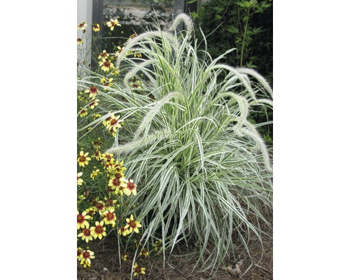 Buntes Lampenputzergras FloraSelf Pennisetum advena 'Skyrocket' H 10-50 cm Co 3 L