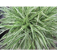 Pflegeleichte Gartenpflanze mit linearen Blättern