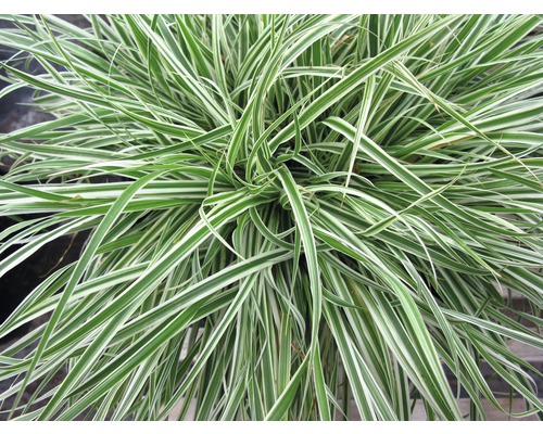 Pflegeleichte Gartenpflanze mit linearen Blättern