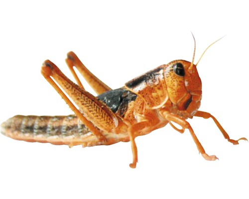 Eine Heuschrecke